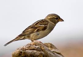 Image result for Passer domesticus