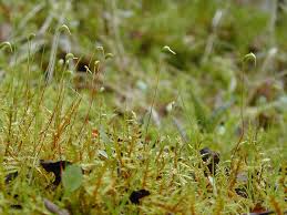 Attēlu rezultāti vaicājumam “Calliergonella cuspidata”