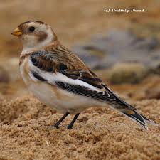 Attēlu rezultāti vaicājumam “Plectrophenax nivalis”