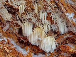 Attēlu rezultāti vaicājumam “Mucronella bresadolae”