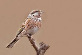 Image result for Emberiza leucocephalos