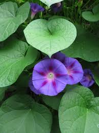 Image result for Ipomoea purpurea