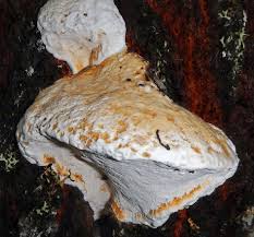 Attēlu rezultāti vaicājumam “Sidera lenis”