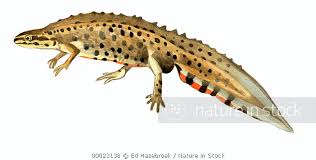 Attēlu rezultāti vaicājumam “Triturus vulgaris”