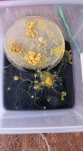 Attēlu rezultāti vaicājumam “Physarum straminipes plasmodium”