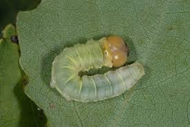 Attēlu rezultāti vaicājumam “Tethea or”