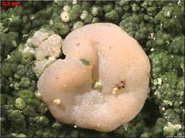 Attēlu rezultāti vaicājumam “Icmadophila ericetorum”