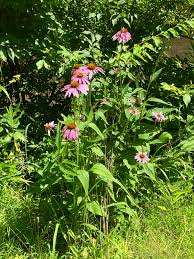 Attēlu rezultāti vaicājumam “Echinacea purpurea leaf”