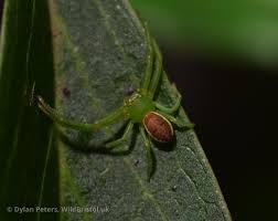 Attēlu rezultāti vaicājumam “Diaea dorsata”