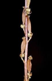 Attēlu rezultāti vaicājumam “Triglochin palustre fruit”