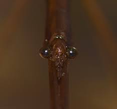 Attēlu rezultāti vaicājumam “Ranatra linearis”