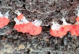 Attēlu rezultāti vaicājumam “Craterium minutum young”