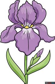 Image result for Iris