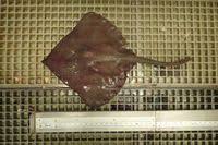 Image result for Bathyraja brachyurops