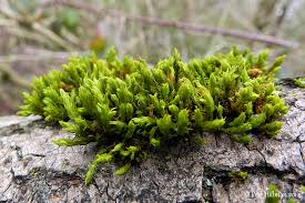 Attēlu rezultāti vaicājumam “Orthotrichum lyellii”