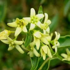 Attēlu rezultāti vaicājumam “Vincetoxicum hirundinaria fruit”