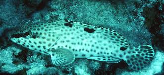 Image result for Epinephelus adscensionis