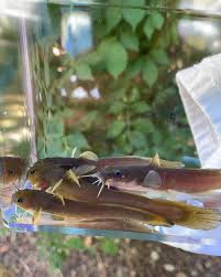 Image result for Leiostomus xanthurus