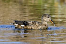 Attēlu rezultāti vaicājumam “Anas strepera female”