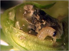 Attēlu rezultāti vaicājumam “Microrrhinum minus leaf”