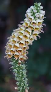 Image result for Digitalis lanata