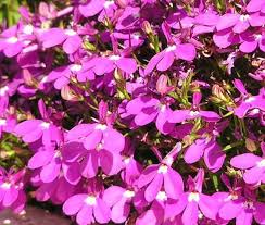 Image result for Lobelia erinus