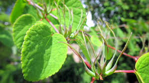 Attēlu rezultāti vaicājumam “Cercidiphyllum japonicum flower”