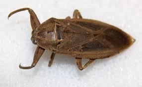 Attēlu rezultāti vaicājumam “Heteroptera”