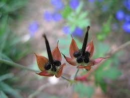 Attēlu rezultāti vaicājumam “Geranium pratense bud”