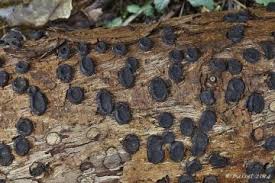 Attēlu rezultāti vaicājumam “Biscogniauxia repanda”