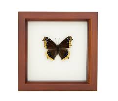 Attēlu rezultāti vaicājumam “Nymphalis antiopa underside”