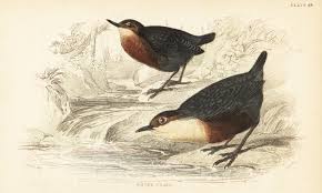 Attēlu rezultāti vaicājumam “Cinclus cinclus”