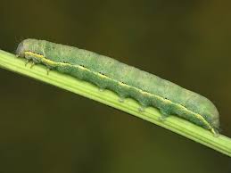 Attēlu rezultāti vaicājumam “Lacanobia oleracea”
