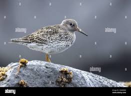 Attēlu rezultāti vaicājumam “Calidris maritima”