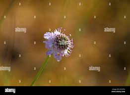 Image result for Scabiosa canescens