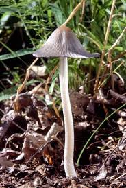 Attēlu rezultāti vaicājumam “Coprinus lagopus”