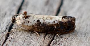 Attēlu rezultāti vaicājumam “Hedya salicella”