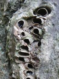 Attēlu rezultāti vaicājumam “Andricus quercuscorticis”