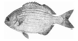 Image result for Kyphosus