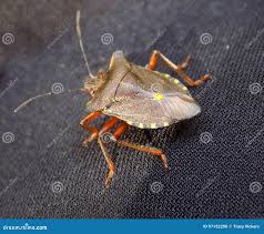 Attēlu rezultāti vaicājumam “Troilus luridus”