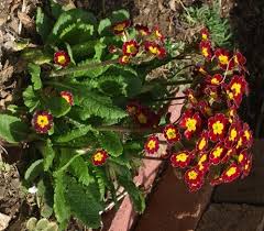 Attēlu rezultāti vaicājumam “Primula x polyantha”