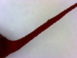 Attēlu rezultāti vaicājumam “Brachythecium rutabulum”