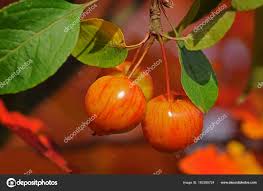 Attēlu rezultāti vaicājumam “Malus prunifolia fruit”