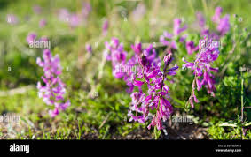 Attēlu rezultāti vaicājumam “Polygala comosa leaf”