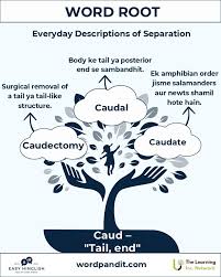 Image result for root-tail