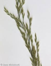 Attēlu rezultāti vaicājumam “Calamagrostis arundinacea leaf”