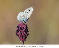 Attēlu rezultāti vaicājumam “Cupido minimus female”