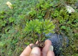 Attēlu rezultāti vaicājumam “Climacium dendroides sporophyte”