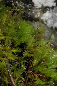 Attēlu rezultāti vaicājumam “Fissidens gracilifolius”