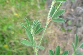 Attēlu rezultāti vaicājumam “Trifolium arvense leaf”